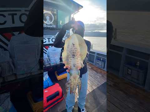 키로오바 무늬오징어 #낚시#fishing#팁런